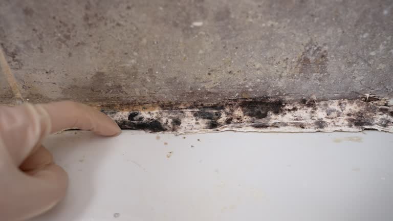 Asbestos and Lead Testing During Mold Inspection in Summit, MS